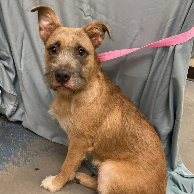A young medium-sized female Yellow / Tan / Blond / Fawn Schnauzer dog named Gina for adoption in Chillicothe, IL