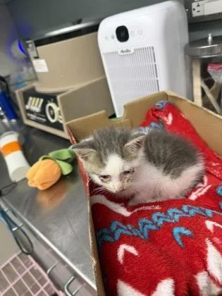 A baby small-sized male Domestic Short Hair cat named Yeti for adoption in Gainesville, FL
