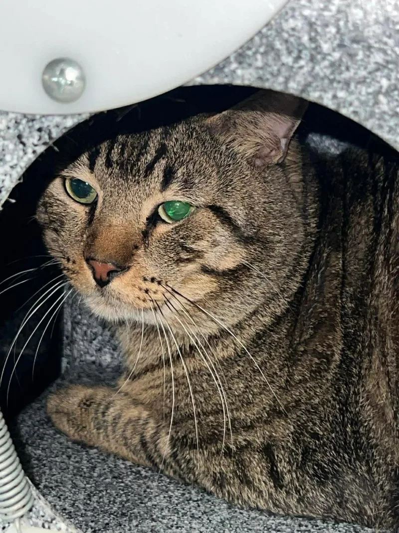 An adult medium-sized male Brown / Chocolate Domestic Short Hair cat named Arthur for adoption in Rockwall, TX