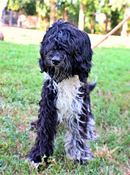 A baby small-sized male Poodle dog named Zoovie for adoption in Morton Grove, IL