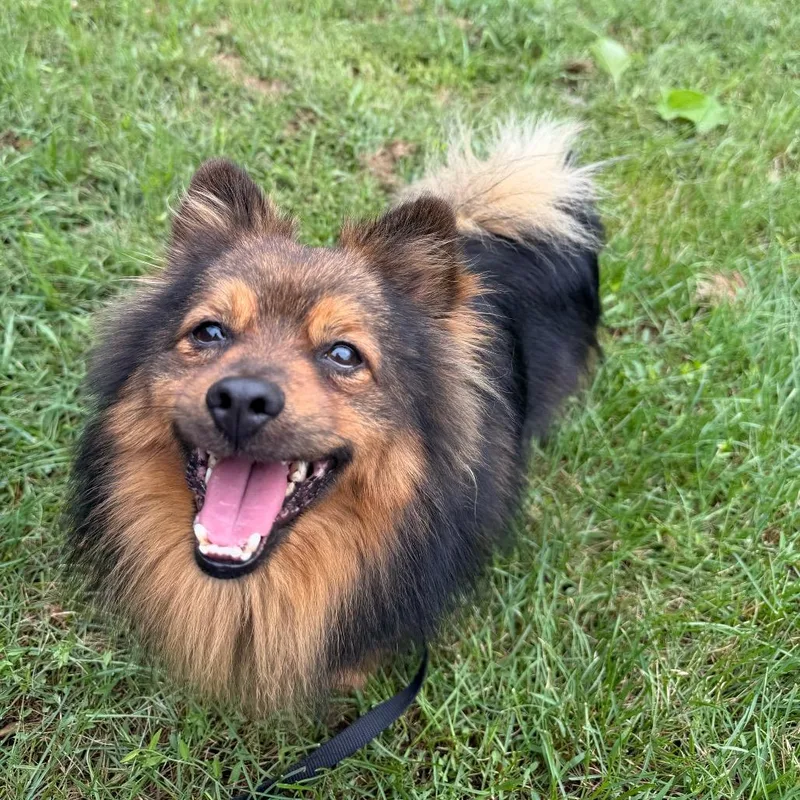 An adult small-sized male Black Mixed Breed dog named Alfie for adoption in Oshkosh, WI