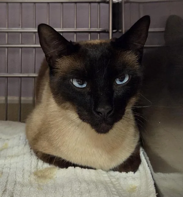 An adult medium-sized male Siamese cat named Espeon for adoption in Vancouver, WA