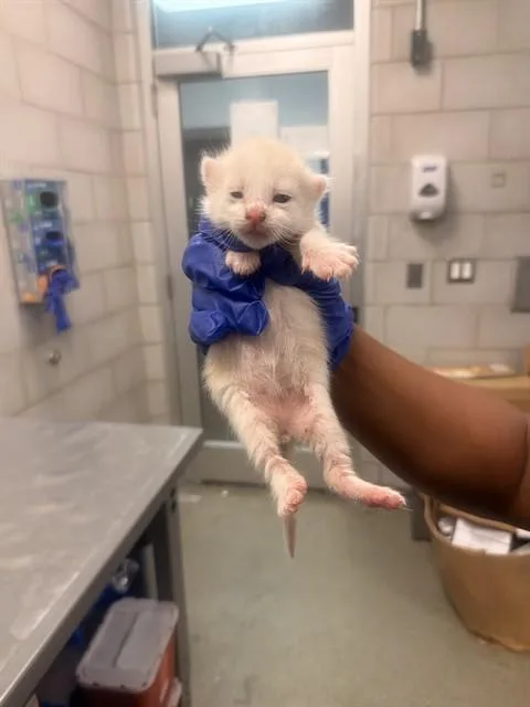 A baby small-sized male Domestic Short Hair cat named Beck for adoption in Dallas, TX