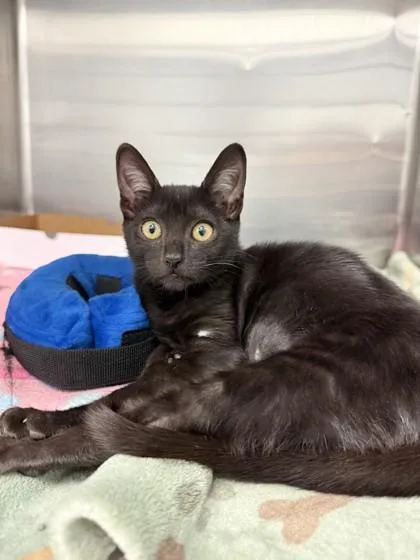 A young small-sized female Domestic Short Hair cat named Lilith for adoption in North Miami Beach, FL