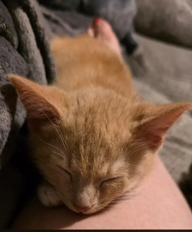 A baby medium-sized male Orange / Red Domestic Short Hair cat named Turbo for adoption in Battle Creek, MI
