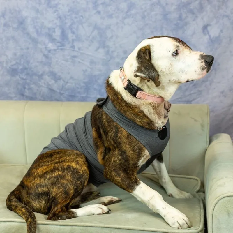 Holyfield thumbnail 2