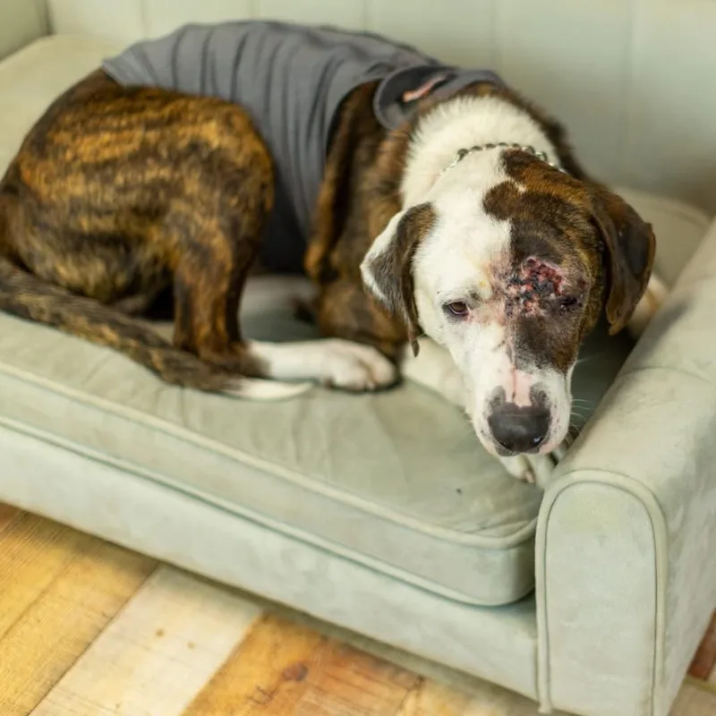 Holyfield thumbnail 3