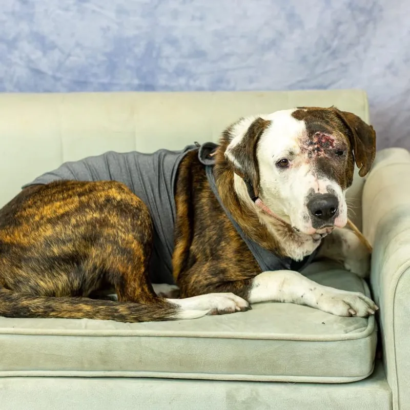 Holyfield thumbnail 4