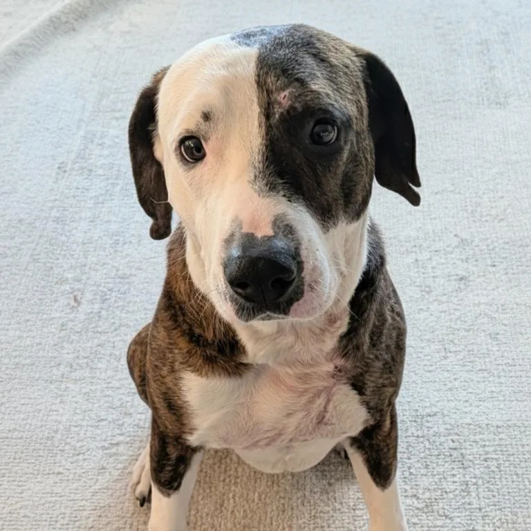 Holyfield thumbnail 5