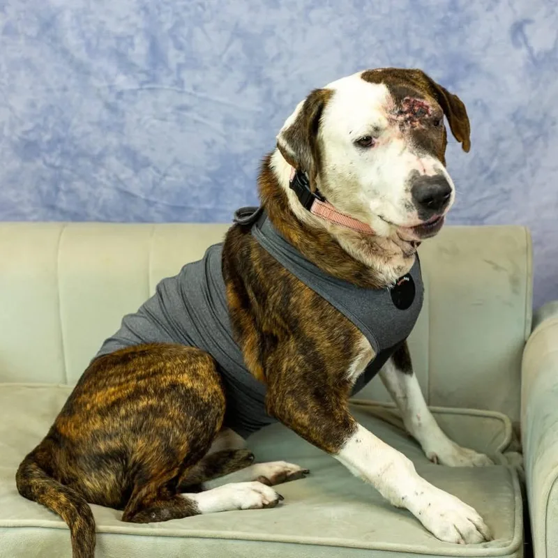 Holyfield thumbnail 6