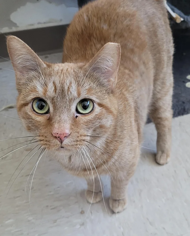 Scout Aka Sweeper thumbnail 2