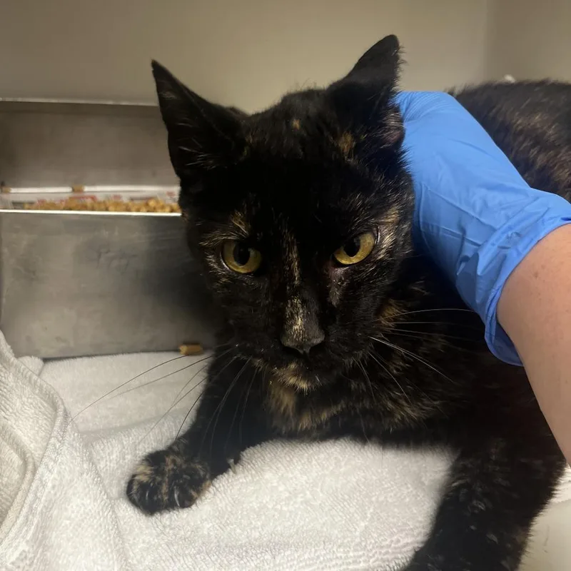 A senior medium-sized female Calico Domestic Short Hair cat named Happy Feet for adoption in Harrisonburg, VA