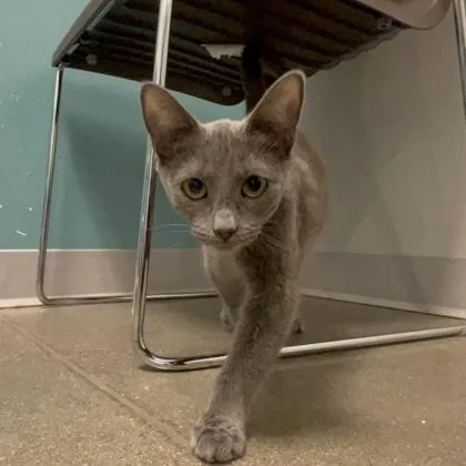 Skeptical thumbnail 2