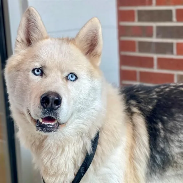 A young large-sized male Siberian Husky dog named Diego for adoption in Edmond, OK