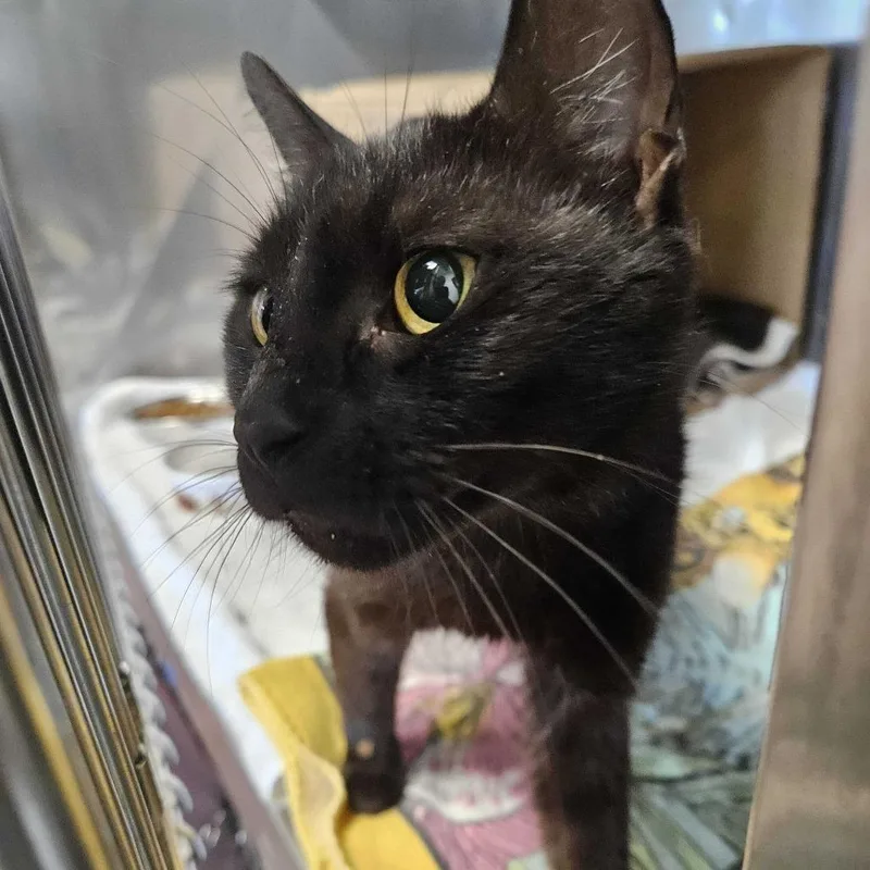 An adult medium-sized female Black Domestic Short Hair cat named Nadia for adoption in Dover, NH