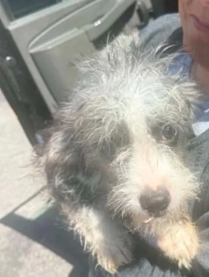A young small-sized male Schnauzer dog named Bob Evans for adoption in Toledo, OH