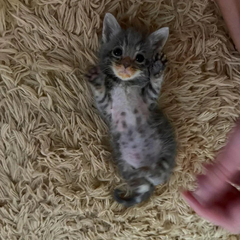 A baby small-sized male Gray / Blue / Silver Domestic Short Hair cat named Merrick for adoption in Auburn, AL