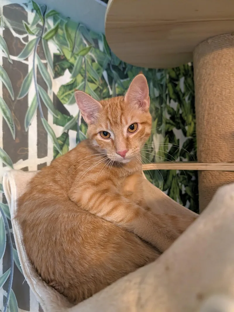 A baby medium-sized male Domestic Short Hair cat named Butter Ball for adoption in Beaverton, OR