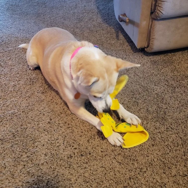 An adult medium-sized female Shiba Inu dog named Lucy for adoption in De Soto, KS