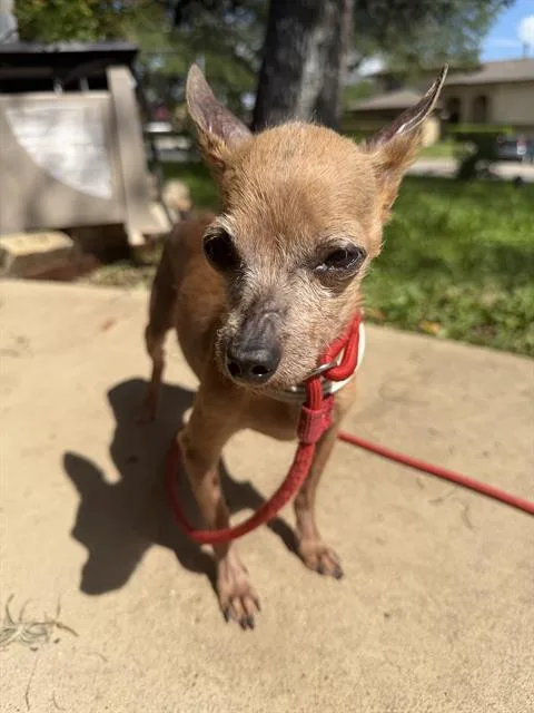 A senior small-sized female Chihuahua dog named Candy for adoption in San Antonio, TX