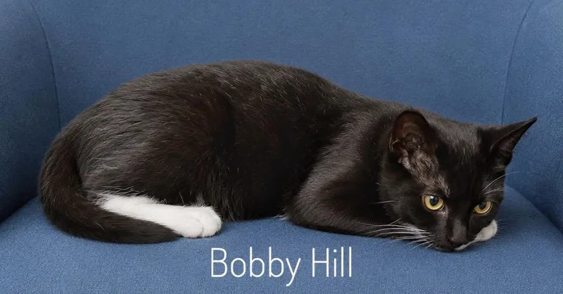 A baby medium-sized male Black & White / Tuxedo Domestic Short Hair cat named Bobby Hill for adoption in Slidell, LA