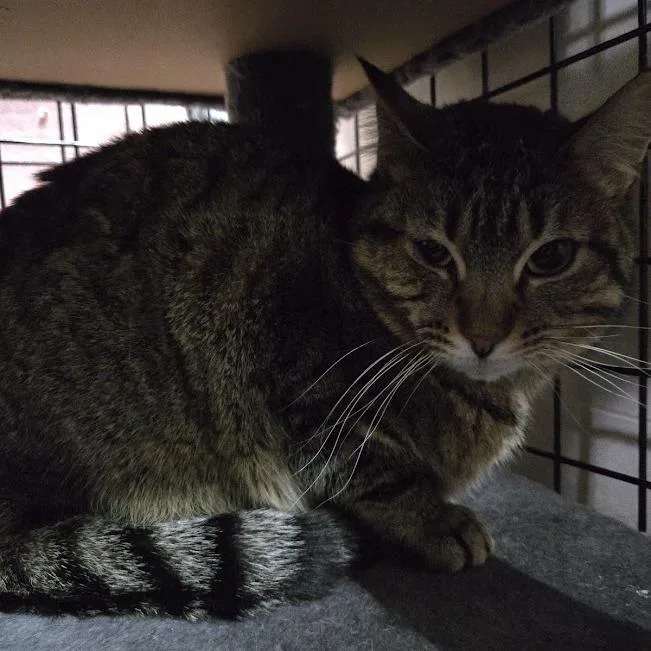 A young small-sized female Brown / Chocolate Domestic Short Hair cat named Louise for adoption in Sioux Falls, SD