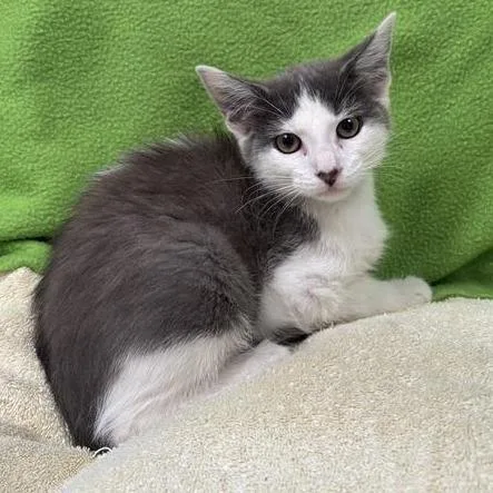 A baby small-sized female Gray / Blue / Silver Domestic Short Hair cat named Lilian for adoption in Hawthorne, CA