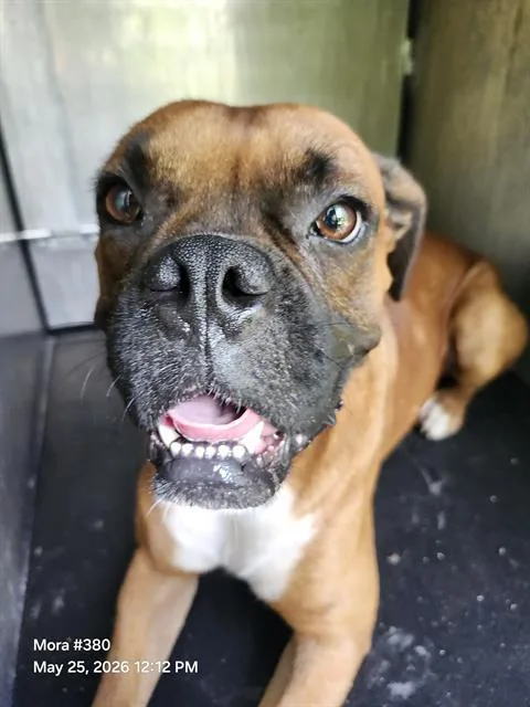 A young medium-sized male Boxer dog named Benito for adoption in San Antonio, TX