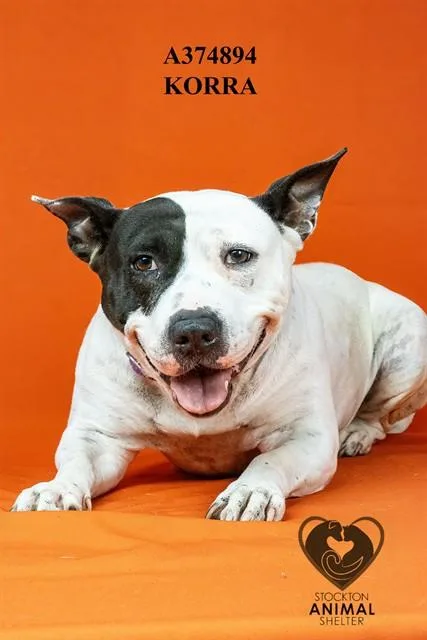 A young medium-sized female Pit Bull Terrier dog named Korra for adoption in Stockton, CA