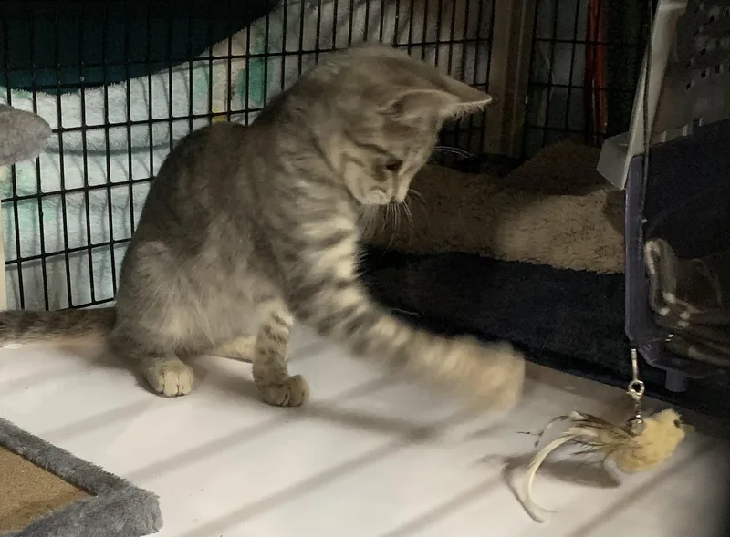 A young medium-sized male Tabby (Brown / Chocolate) Domestic Short Hair cat named Tristan for adoption in Hollister, CA