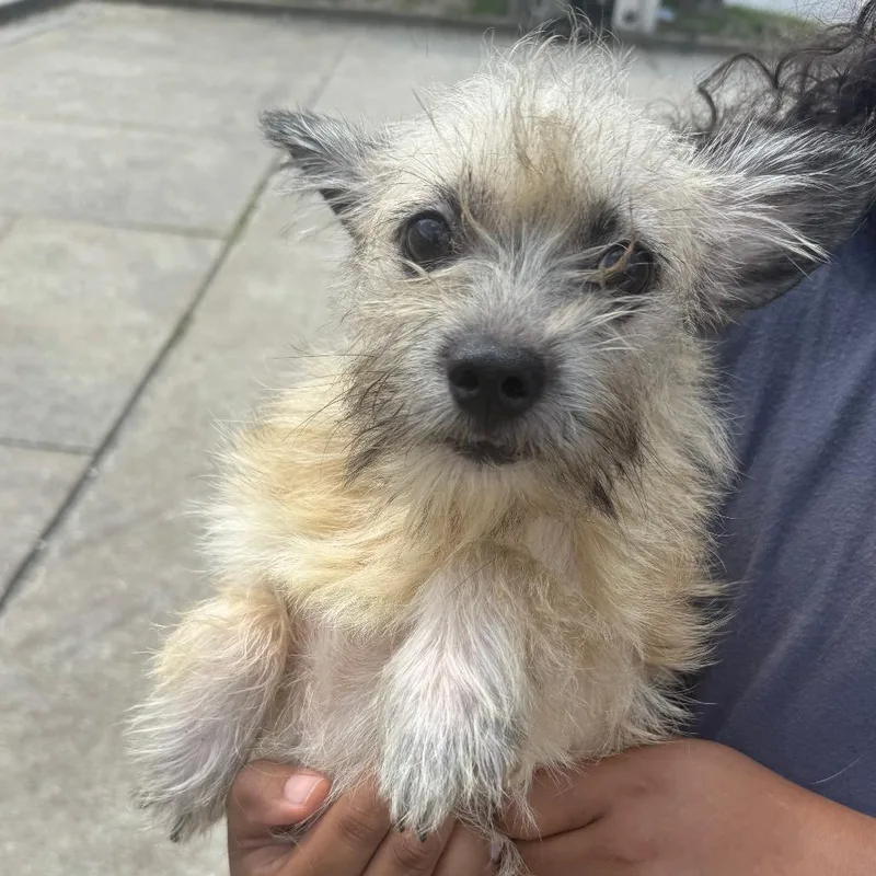 An adult small-sized male Yellow / Tan / Blond / Fawn Mixed Breed dog named Shane for adoption in Columbus, GA