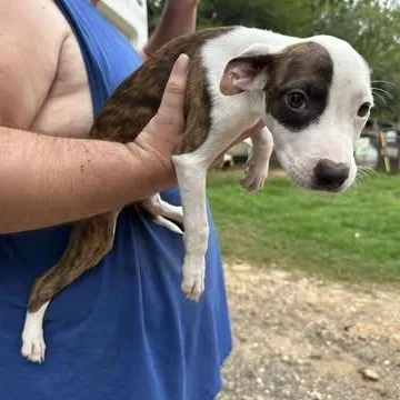 Cheyenne thumbnail 2