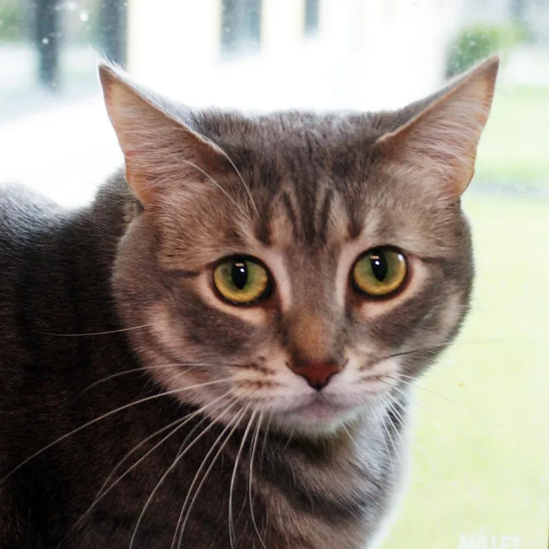 An adult large-sized female Gray / Blue / Silver Domestic Short Hair cat named Gracie for adoption in West Palm Beach, FL