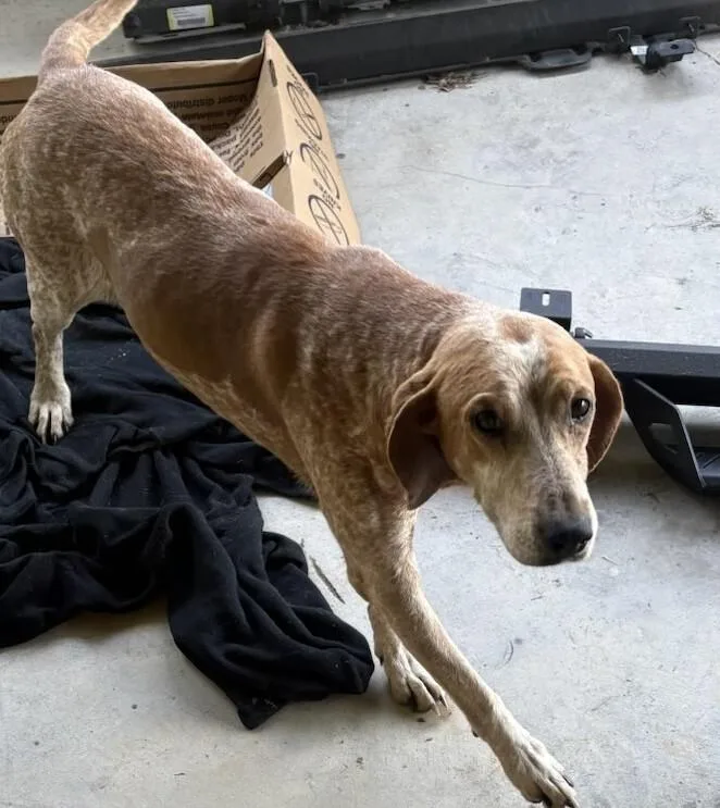 An adult medium-sized male Brown / Chocolate Hound dog named Spud for adoption in Maryville, TN