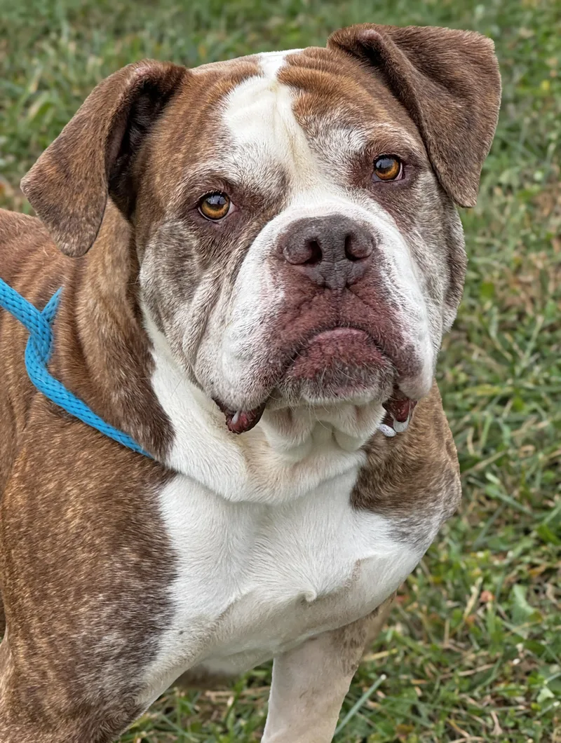 A senior large-sized female American Bulldog dog named Sanna for adoption in Anderson, IN