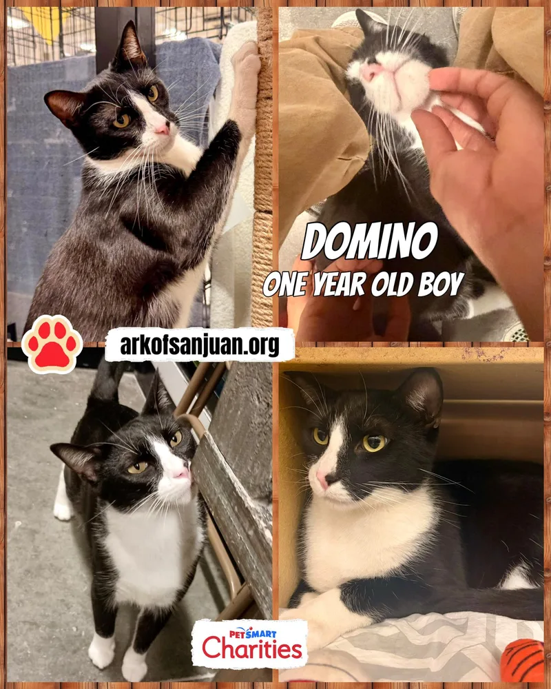 An adult medium-sized male Black & White / Tuxedo Tuxedo cat named Domino for adoption in San Juan Capistrano, CA
