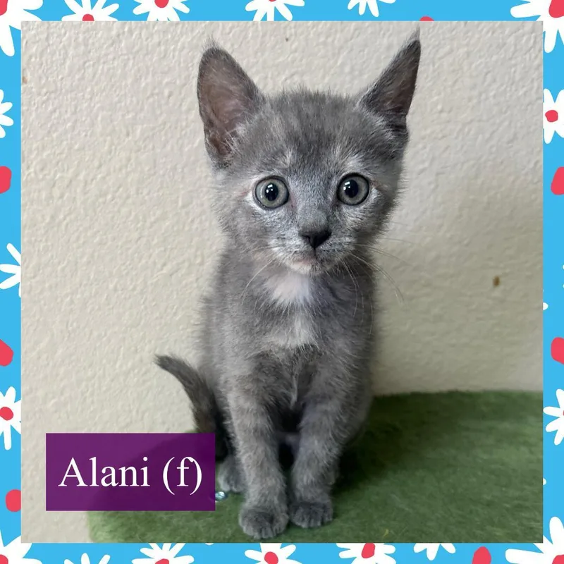 Alani