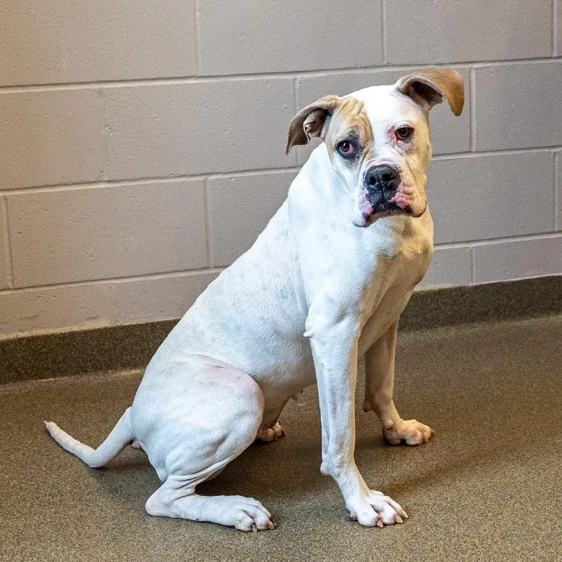 An adult large-sized female White / Cream Boxer dog named Iris for adoption in Council Bluffs, IA