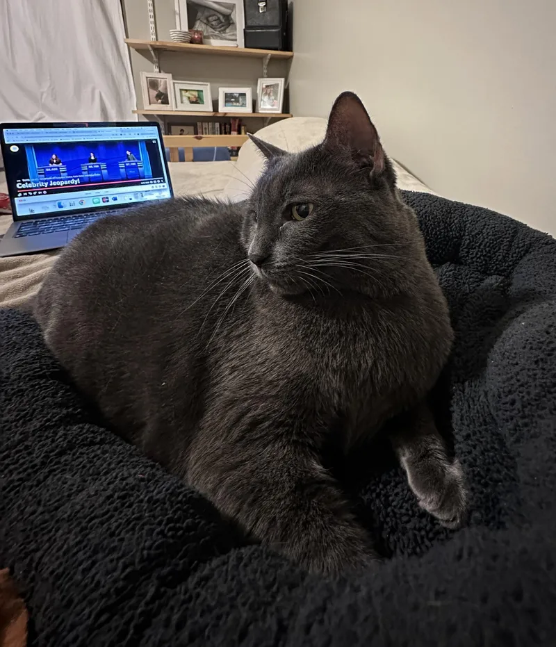 Pepper