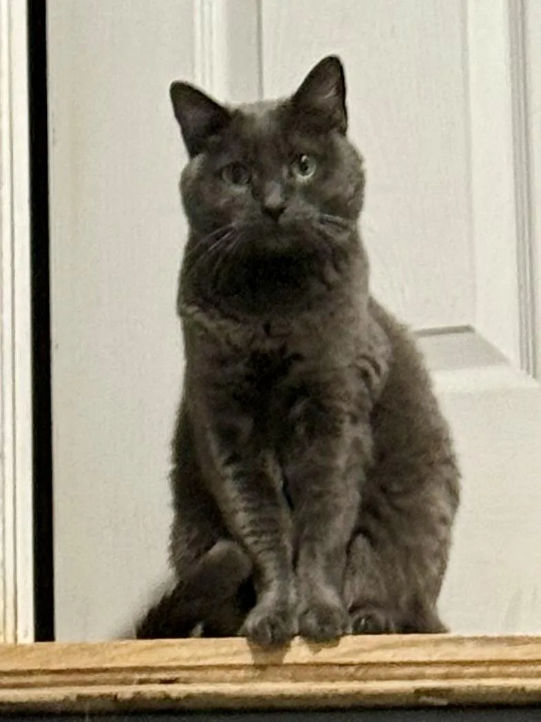 Pepper thumbnail 2