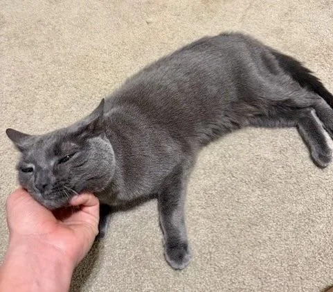 Pepper thumbnail 3