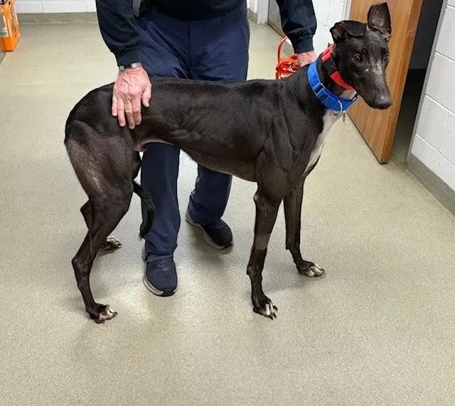 An adult large-sized male Greyhound dog named FF Clever Corbin for adoption in Tarpon Springs, FL