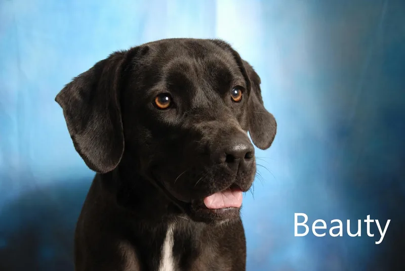An adult medium-sized female Black Labrador Retriever dog named Beauty for adoption in Mount Vernon, OH