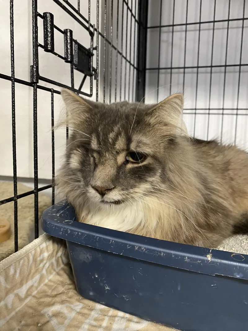 A young medium-sized male Gray & White Domestic Long Hair cat named Whispers for adoption in New Richmond, WI