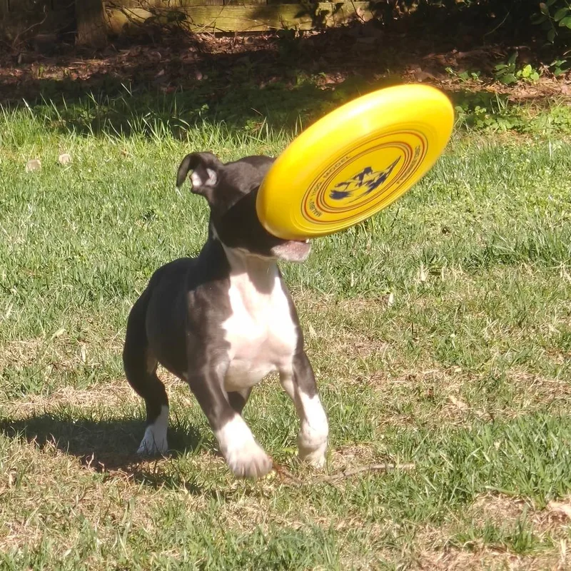 Powersurger thumbnail 4