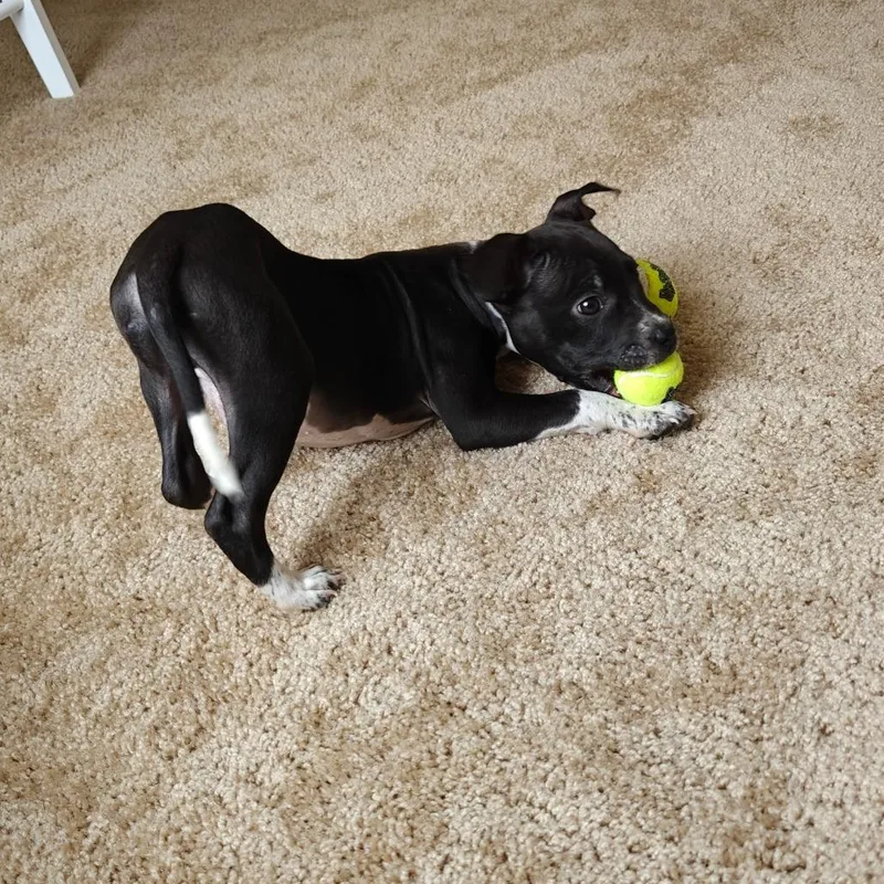 Powersurger thumbnail 5