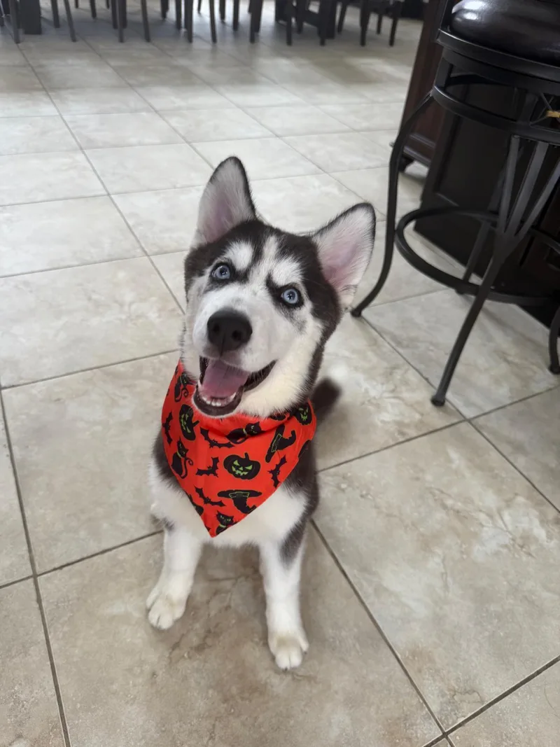 Borealis thumbnail 2