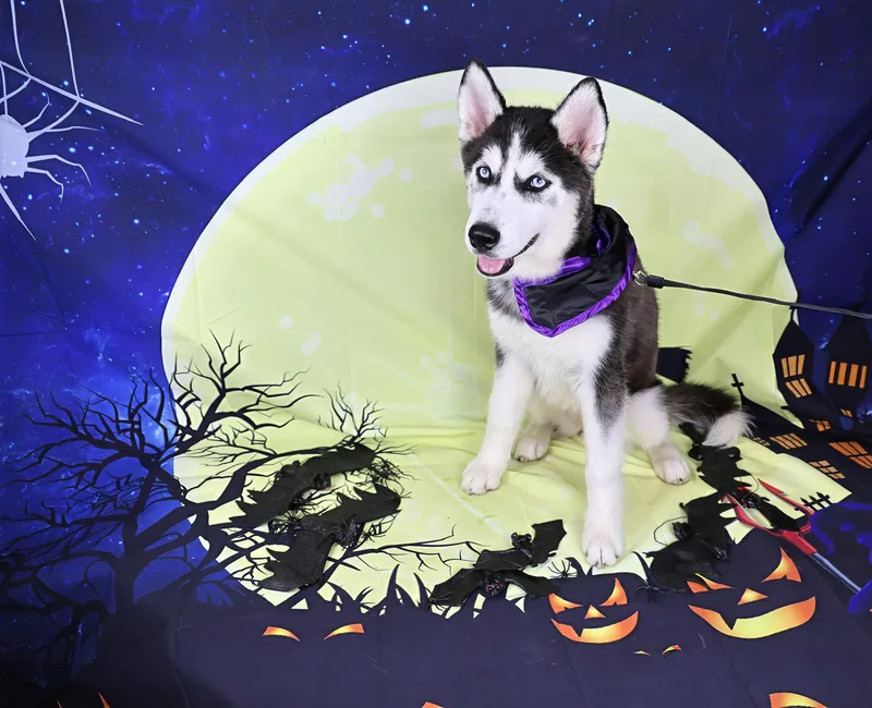 Borealis thumbnail 5