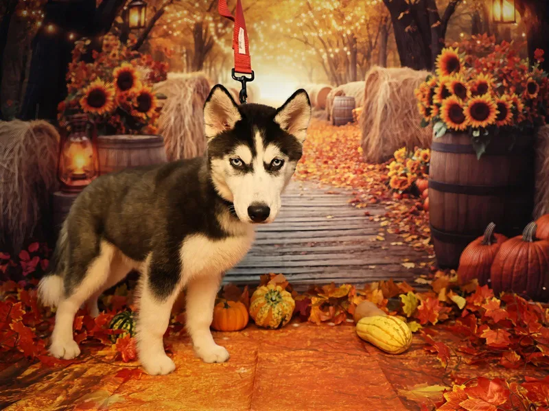 Borealis thumbnail 6