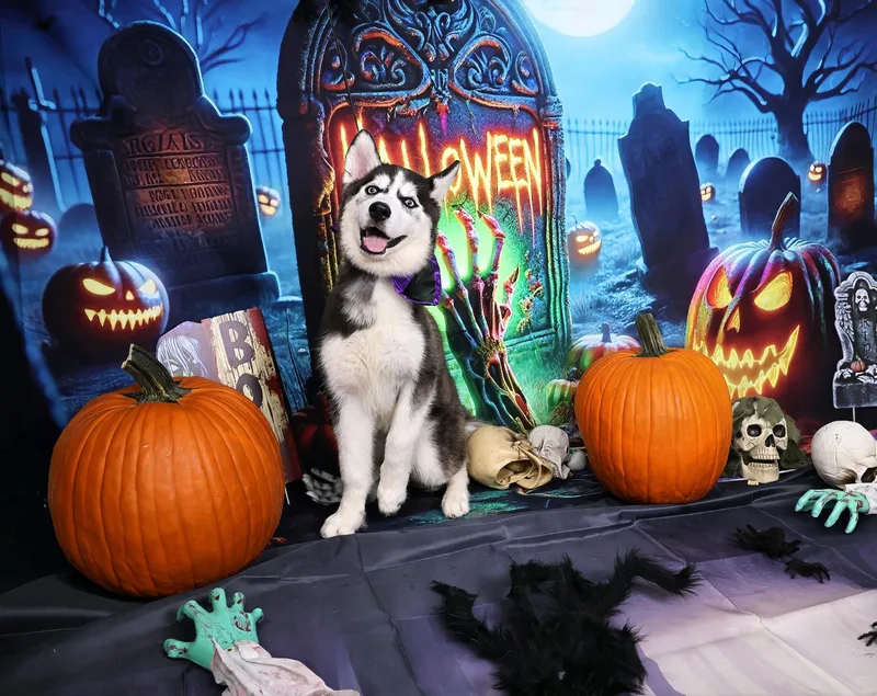 Borealis thumbnail 3